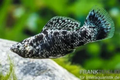 Dalmatiner-Molly, Poecilia sphenops, Zufällig ausgewählt