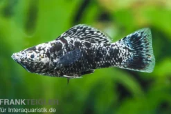 Dalmatiner-Molly, Poecilia sphenops, Zufällig ausgewählt