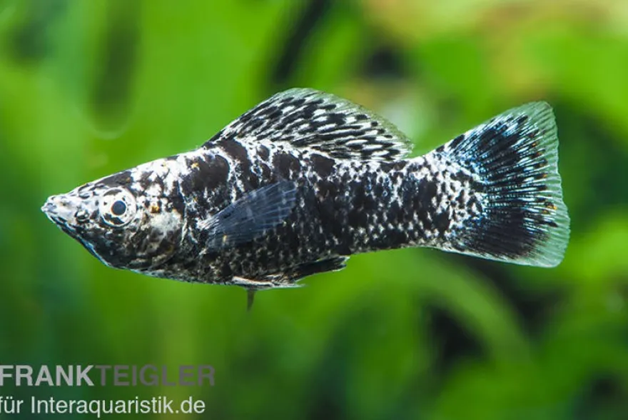 Dalmatiner-Molly, Poecilia sphenops, Zufällig ausgewählt
