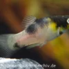 Dalmatiner Platy, Xiphophorus maculatus