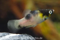 Dalmatiner Platy, Xiphophorus maculatus