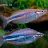 Dansari-River-Regenbogenfisch, Melanotaenia affinis "Dansari River"