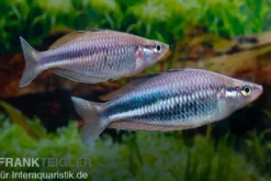 Dansari-River-Regenbogenfisch, Melanotaenia affinis 