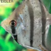 Dantum-Skalar, Pterophyllum altum x scalare, 3-4 cm DNZ