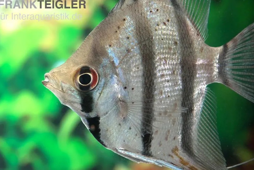 Dantum-Skalar, Pterophyllum altum x scalare, 3-4 cm DNZ