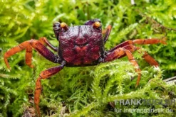Daredevil-Vampirkrabbe, Geosesarma sp. "Daredevil", Zufällig ausgewählt