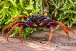 Daredevil-Vampirkrabbe, Geosesarma sp. "Daredevil", Zufällig ausgewählt