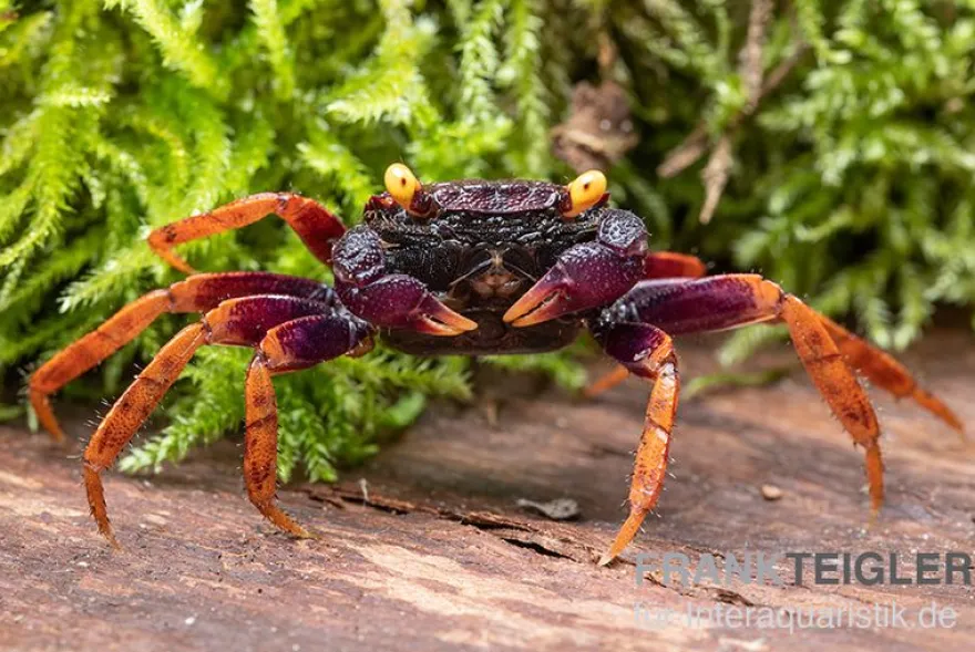 Daredevil-Vampirkrabbe, Geosesarma sp. "Daredevil", Zufällig ausgewählt