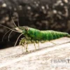 Dark Green Shrimp, Neocaridina denticulata