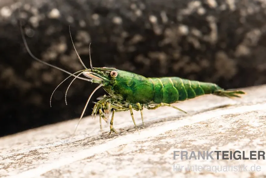 Dark Green Shrimp, Neocaridina denticulata