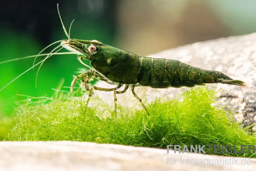 Dark Green Shrimp, Neocaridina denticulata