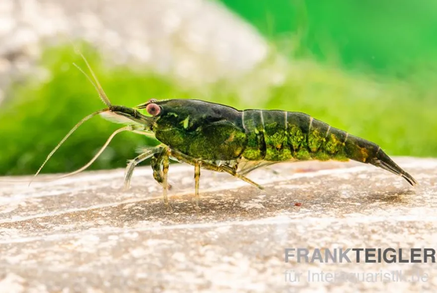 Dark Green Shrimp, Neocaridina denticulata