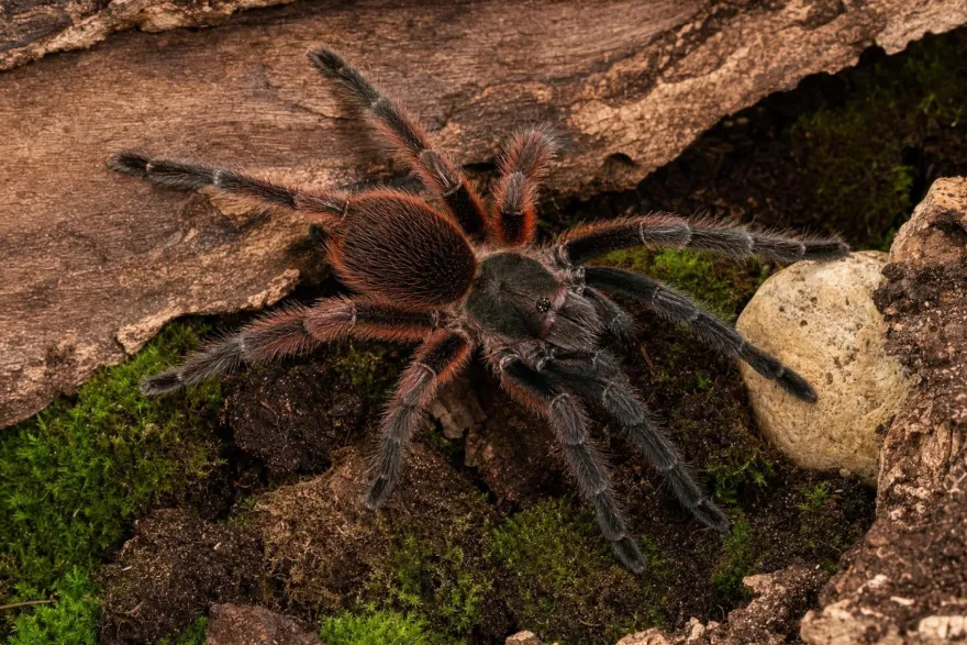 Darth-Maul-Vogelspinne, Psalmopoeus victori