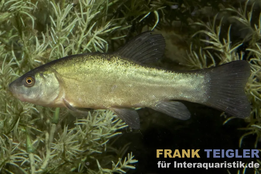 Döbel, Aitel, Squalius cephalus, 7-10 cm (Kaltwasser)