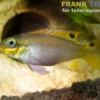 Dehane-Prachtbarsch, Pelvicachromis taeniatus dehane