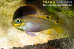 Dehane-Prachtbarsch, Pelvicachromis taeniatus dehane