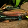Deissners Prachtgurami, Parosphromenus deissneri