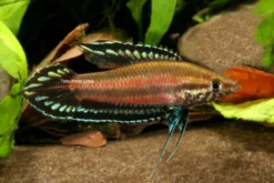Deissners Prachtgurami, Parosphromenus deissneri