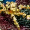 Dekorateurkrabbe, Camposcia retusa