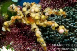 Dekorateurkrabbe, Camposcia retusa