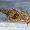 Deltaflügelzwergwels, Hara jerdoni (Minifisch)