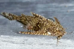 Deltaflügelzwergwels, Hara jerdoni (Minifisch)
