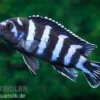 Demasons Maulbrüter, Pseudotropheus demasoni, DNZ