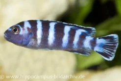 Demasons Maulbrüter, Pseudotropheus demasoni, DNZ