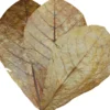 Dennerle Catappa Leaves, Seemandelbaumblätter, 10 Stück