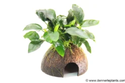 Dennerle Coco Cave mit Anubias, Anubias nana, auf Kokosnusshälfte