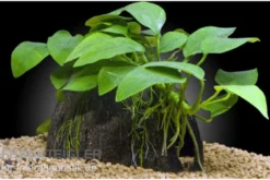 Dennerle Coco Cave mit Anubias, Anubias nana, auf Kokosnusshälfte