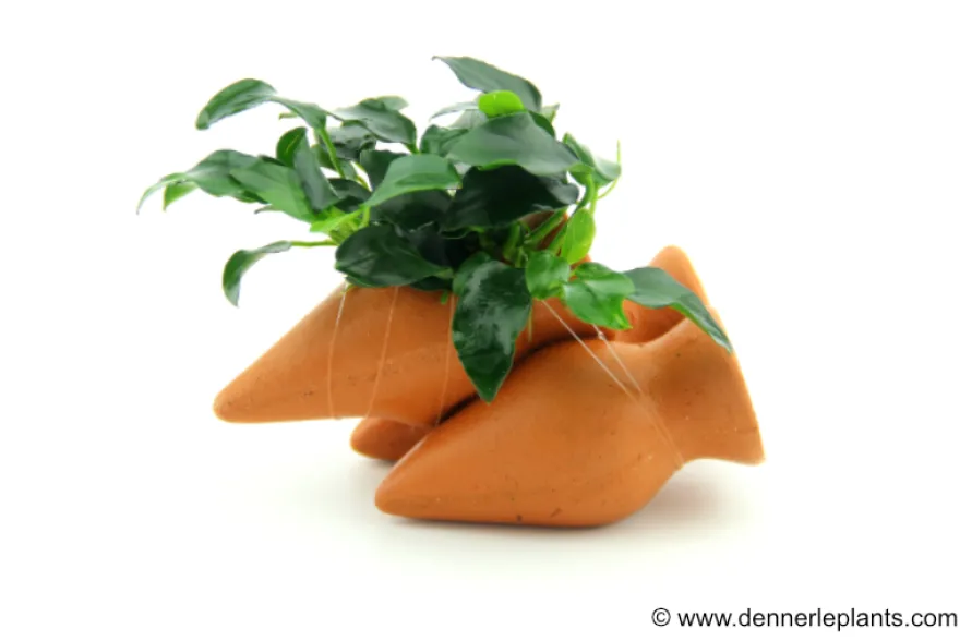 Dennerle Garnelen-Amphore, Anubias nana "Bonsai" auf 3er Tonamphore