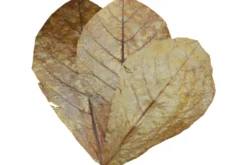 Dennerle Nano Catappa Leaves, Seemandelbaumblätter, 12 St.