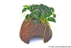 Dennerle Nano Cave, Anubias nana "Bonsai", auf Kokosnusshälfte