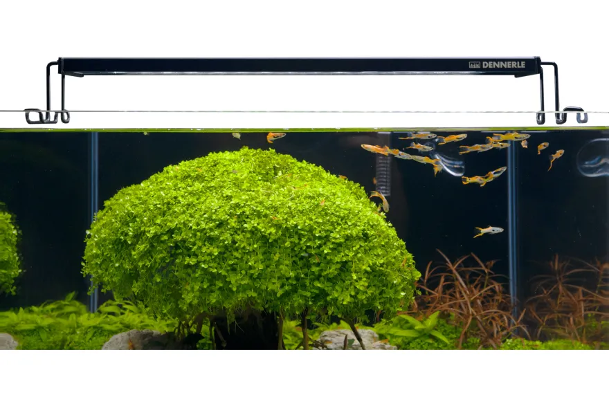 Dennerle Trocal Flat 35, LED-Aufsatzleuchte, 40-45 cm (Auslaufartikel)