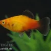 Deutschland (Sunset Wagtail) Platy, Xiphophorus maculatus