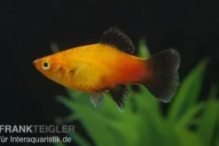 Deutschland (Sunset Wagtail) Platy, Xiphophorus maculatus