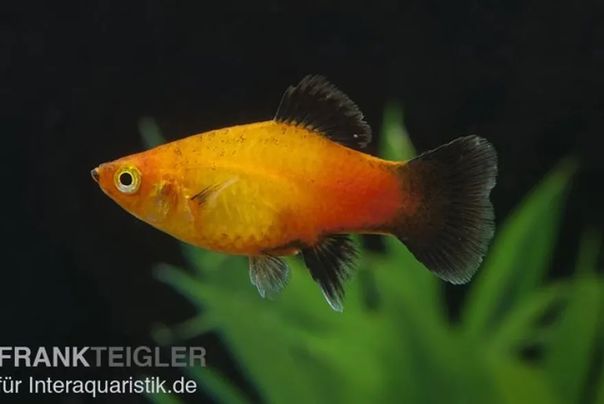 Deutschland (Sunset Wagtail) Platy, Xiphophorus maculatus