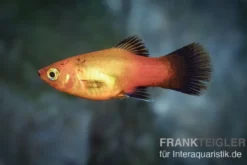 Deutschland (Sunset Wagtail) Platy, Xiphophorus maculatus
