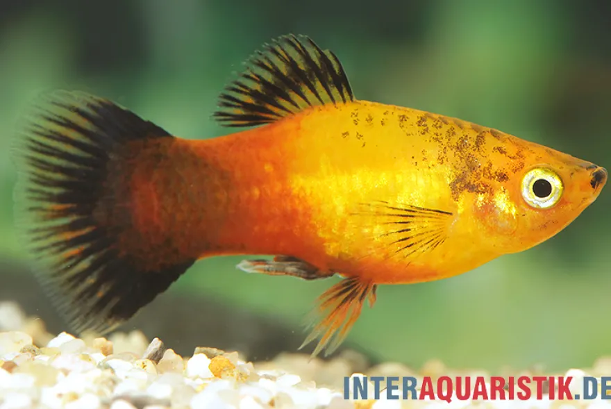 Deutschland (Sunset Wagtail) Platy, Xiphophorus maculatus