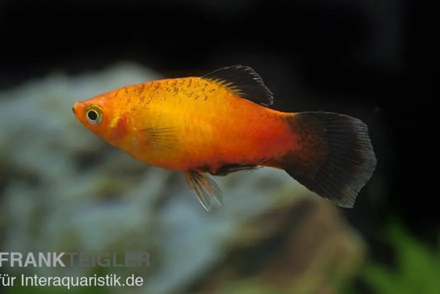 Deutschland (Sunset Wagtail) Platy, Xiphophorus maculatus