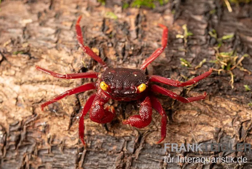Devil's eye Vampirkrabbe, Geosesarma sp., Zufällig ausgewählt