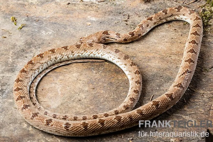 Diademnatter, Spalerosophis diadema