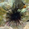 Diadem-Seeigel, Diadema setosum
