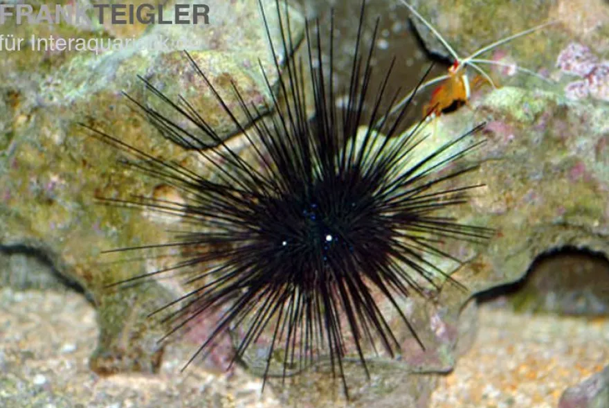 Diadem-Seeigel, Diadema setosum