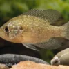 Diamantbarsch, Enneacanthus gloriosus, 6-8 cm (Kaltwasser)