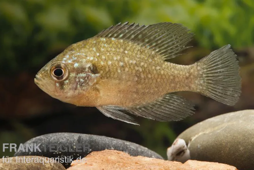 Diamantbarsch, Enneacanthus gloriosus, 6-8 cm (Kaltwasser)