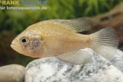 Diamantbarsch, Enneacanthus gloriosus, 6-8 cm (Kaltwasser)
