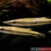 Diamant-Hechtkopf, Luciocephalus aura