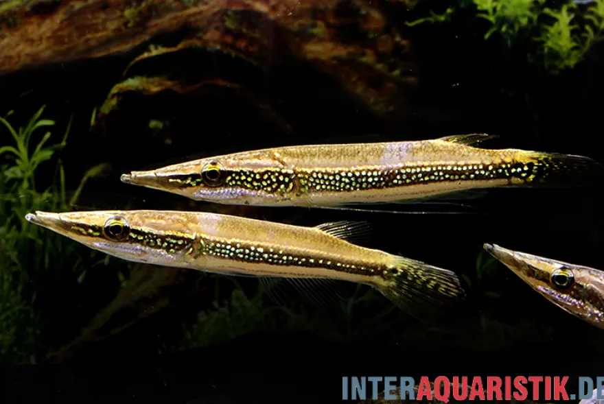 Diamant-Hechtkopf, Luciocephalus aura